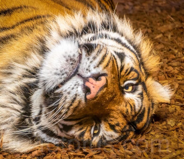 Sumatran tiger, Indonesia, Asia